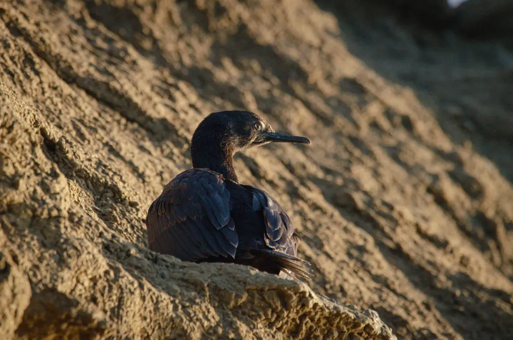 8. Cormorán costa atlántica Tierra del Fuego